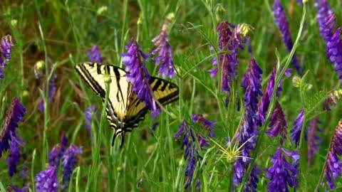 Beautiful Butterfly in Purple Flowers