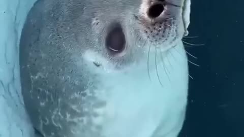 cute seal breathing