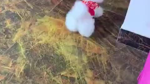 Cute mini Puppies & Pomeranian Boo Dogs