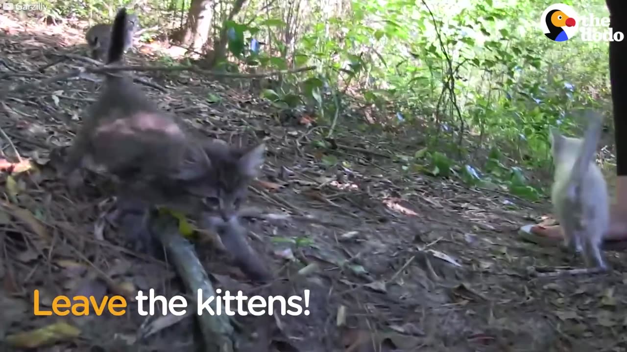 Found a Litter Of Kittens? Here's What You Should Do!