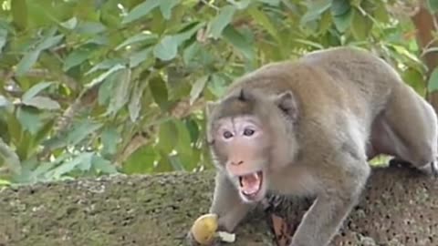 Ghost vs monkey prank so funny 😂