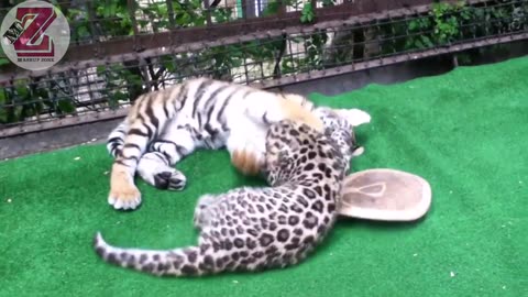Cute baby tiger 🐯