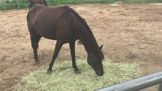 A horse I met while long in Jeju Island, South Korea