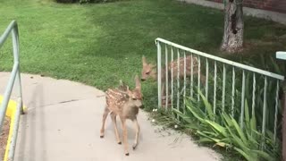 Curious Fawns