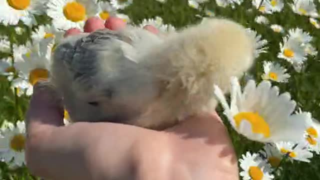 Close Up Video of a Person Holding a Chick