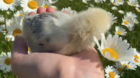 Close Up Video of a Person Holding a Chick