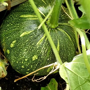 How to grow pumpkin in a container