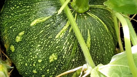 How to grow pumpkin in a container