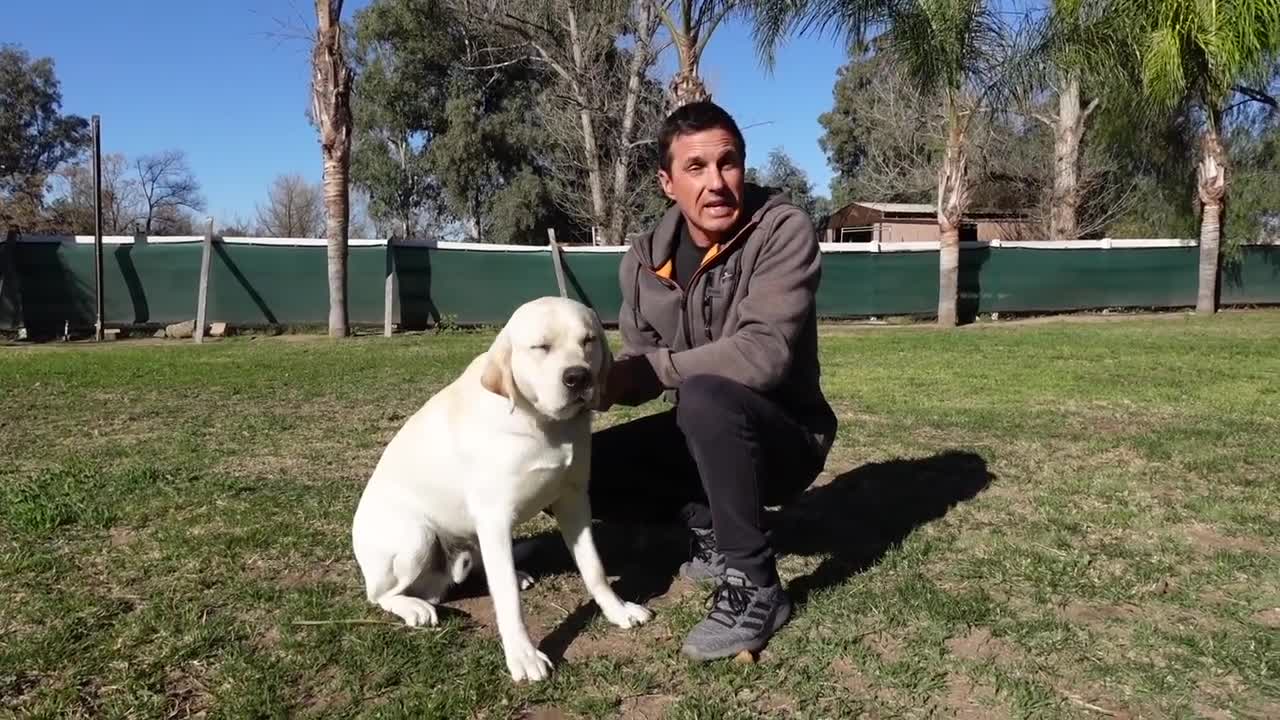 Dog training