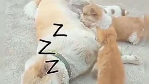 ❤️Baby Cat Joins Puppies to Drink Milk