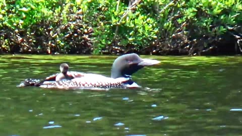 Loon Chick