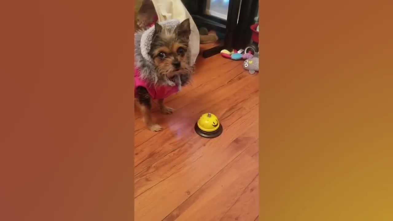 Best of Funny Dogs | Funny Pet Videos