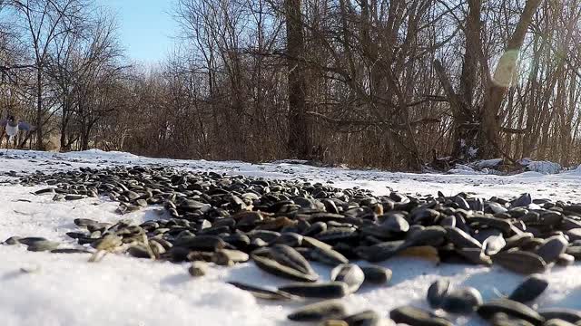 If little birds were dinosaurs? Note how fast they move.