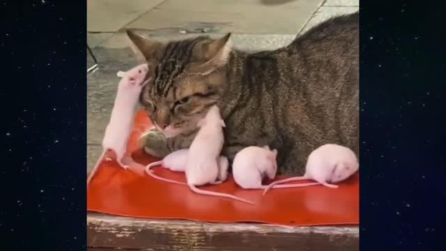 Tom and Jerry