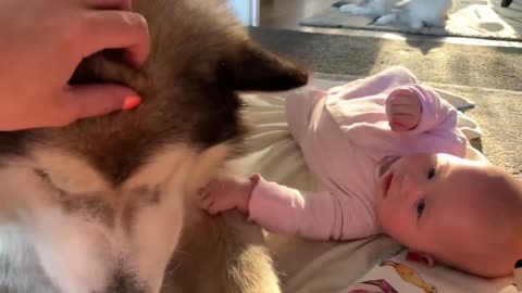 Cute dogs cuddling and playing with babies _ Dog & baby compilation _ Dog Love _ Best Friend