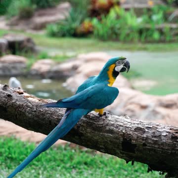 Beautiful Macaw Bird