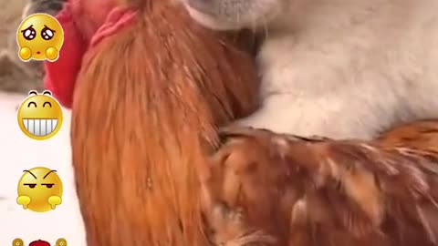 Puppy and rooster can also be good friend#dog #puppy #foryou #doglover #rooster #dogsoftiktok