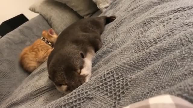 otter that sticks and sleeps