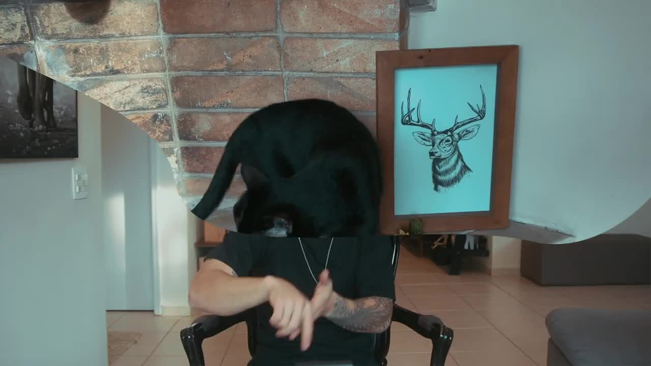 How will cats think?