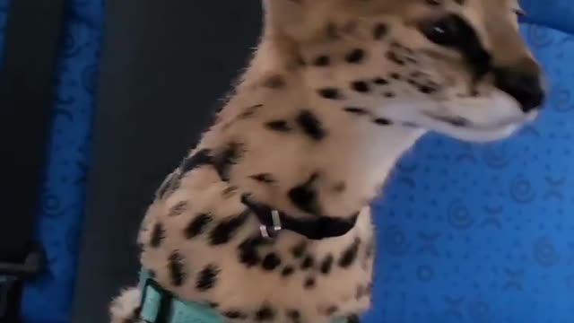 Serval in the back seat