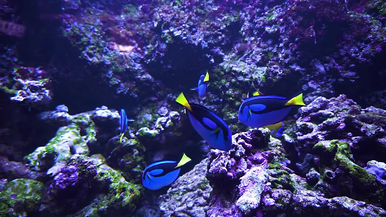 beautiful underwater world