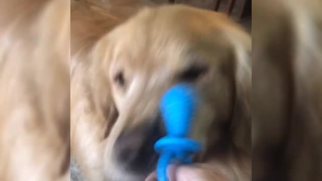 And you already bought the pacifier for your puppy