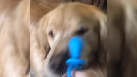 And you already bought the pacifier for your puppy