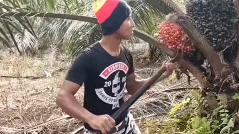 Gak semua negara mempuyai kelapa sawit seperti ini