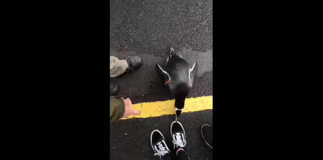 Adorable penguin leads rebellion of well-dressed birds at Edinburgh Zoo