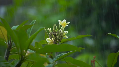 Rainfall on the flower