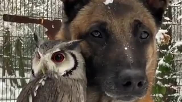 A Dog and Owl Best Friends for Life Enjoying the Snowy Morning