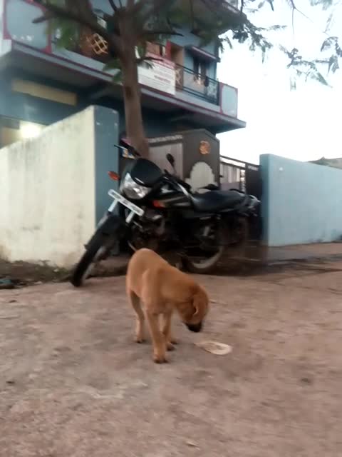 Dog whit fun