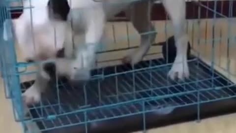 pitbul funny video