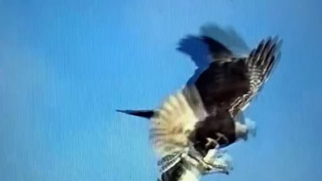 Bald eagle trying to steal osprey’s fish