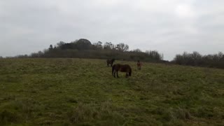 Wild ponies