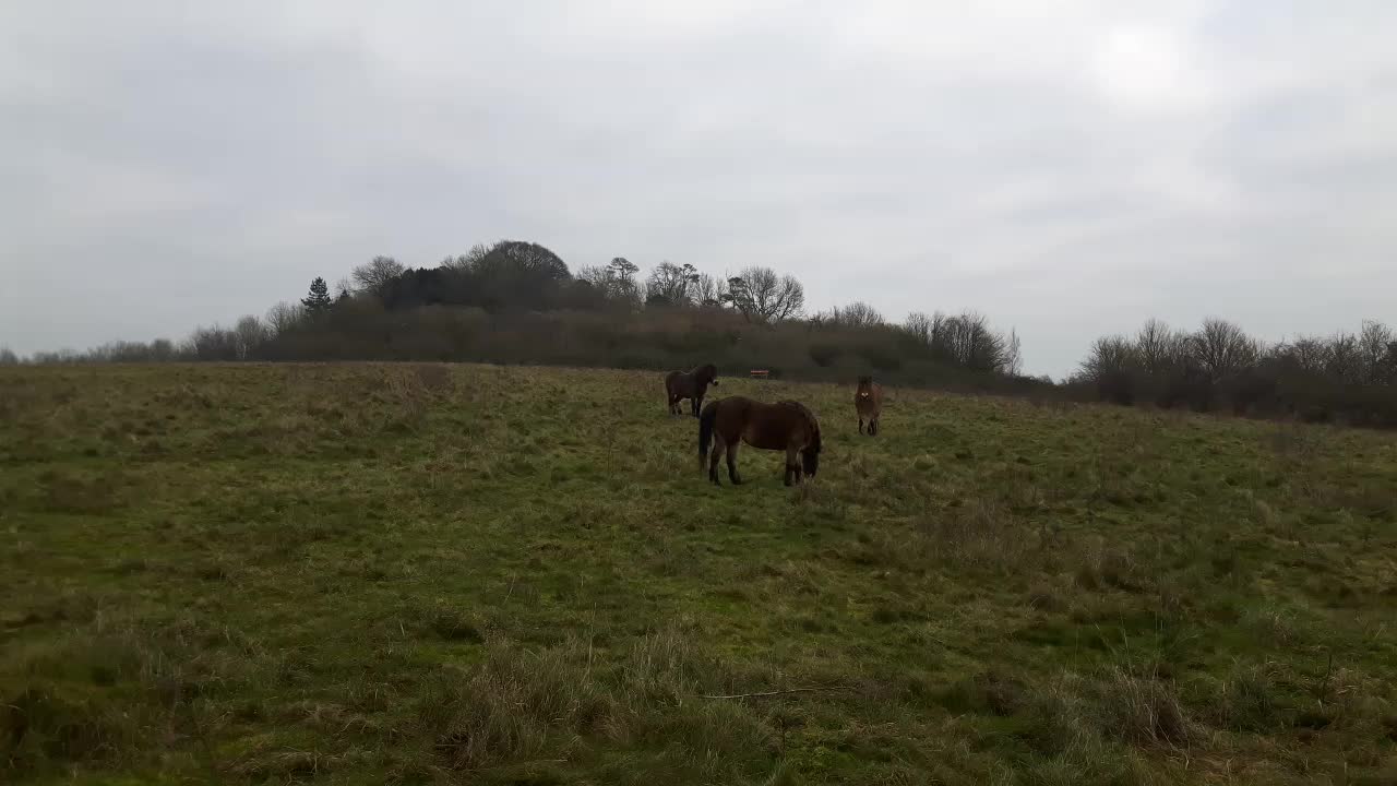 Wild ponies