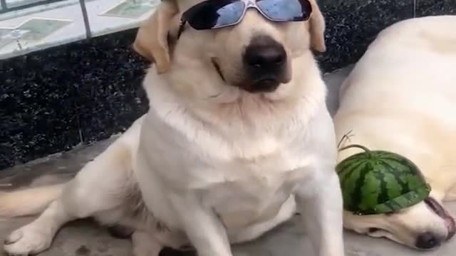 Best Of The 2021Funny Animal Videos cute pet