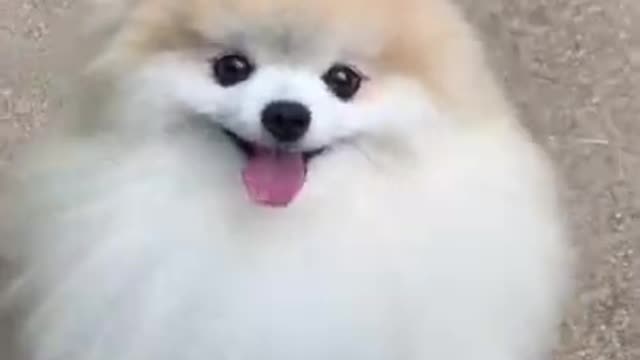 Funny and Cute Dog Pomeranian 😍🐶| Funny Puppy Videos