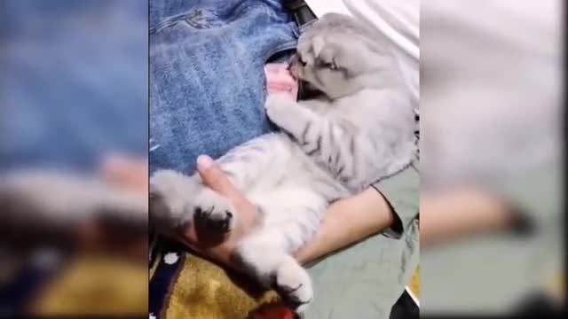 Cute kitties acts that will make your day