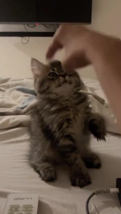 Playing with Cute Cat || Funniest Cat