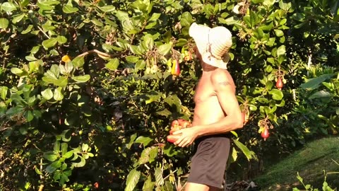 Cashew time