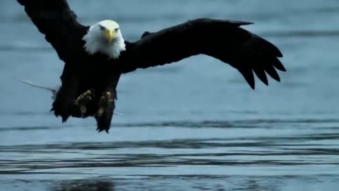 The Magnificient Bald Eagle