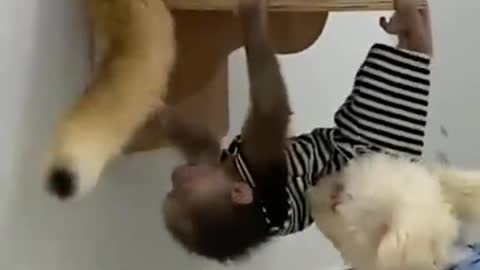 funny monkey , cat and dog