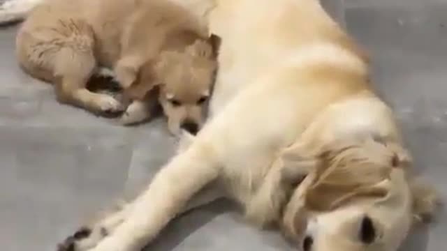 The World of Puppies