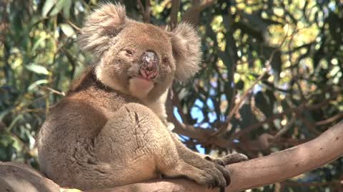 Koala in a tree looking around him