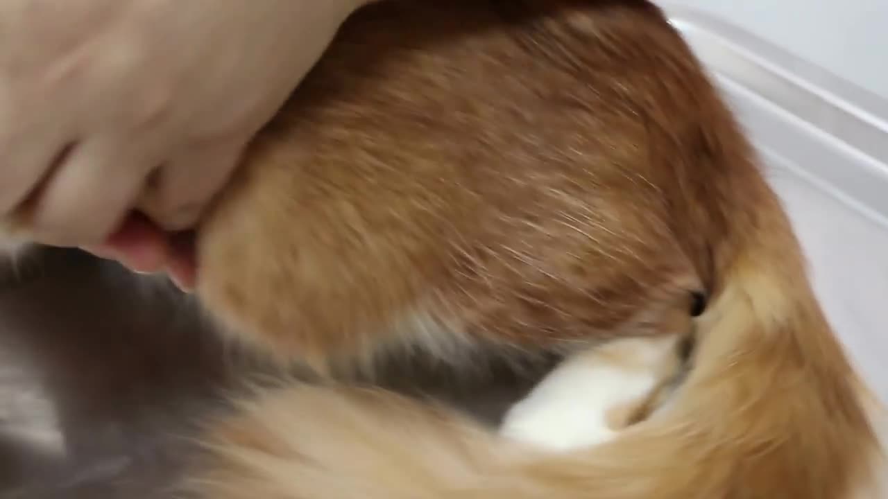 A one-year-old cat has very high fever