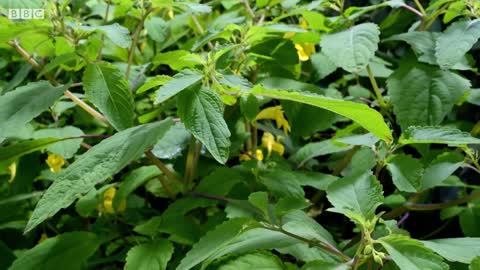 Caterpillars Feeding on Exploding Seed Pods | BBC Earth