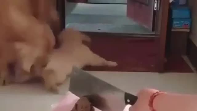 Funny Dogs Reacting