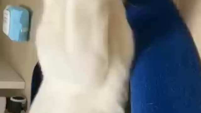 Cute cat funny videos