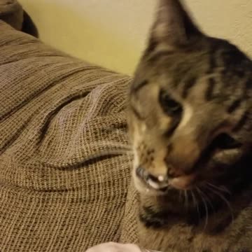 Cat Gets Serious Brain Freeze After Eating His Froyo Too Fast
